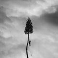 MANCHESTER ORCHESTRA - A BLACK MILE TO THE SURFACE (LIMITED DELUXE VINYL)